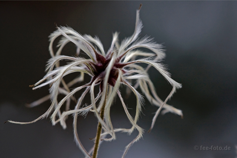 Ganz zart trotz Frost